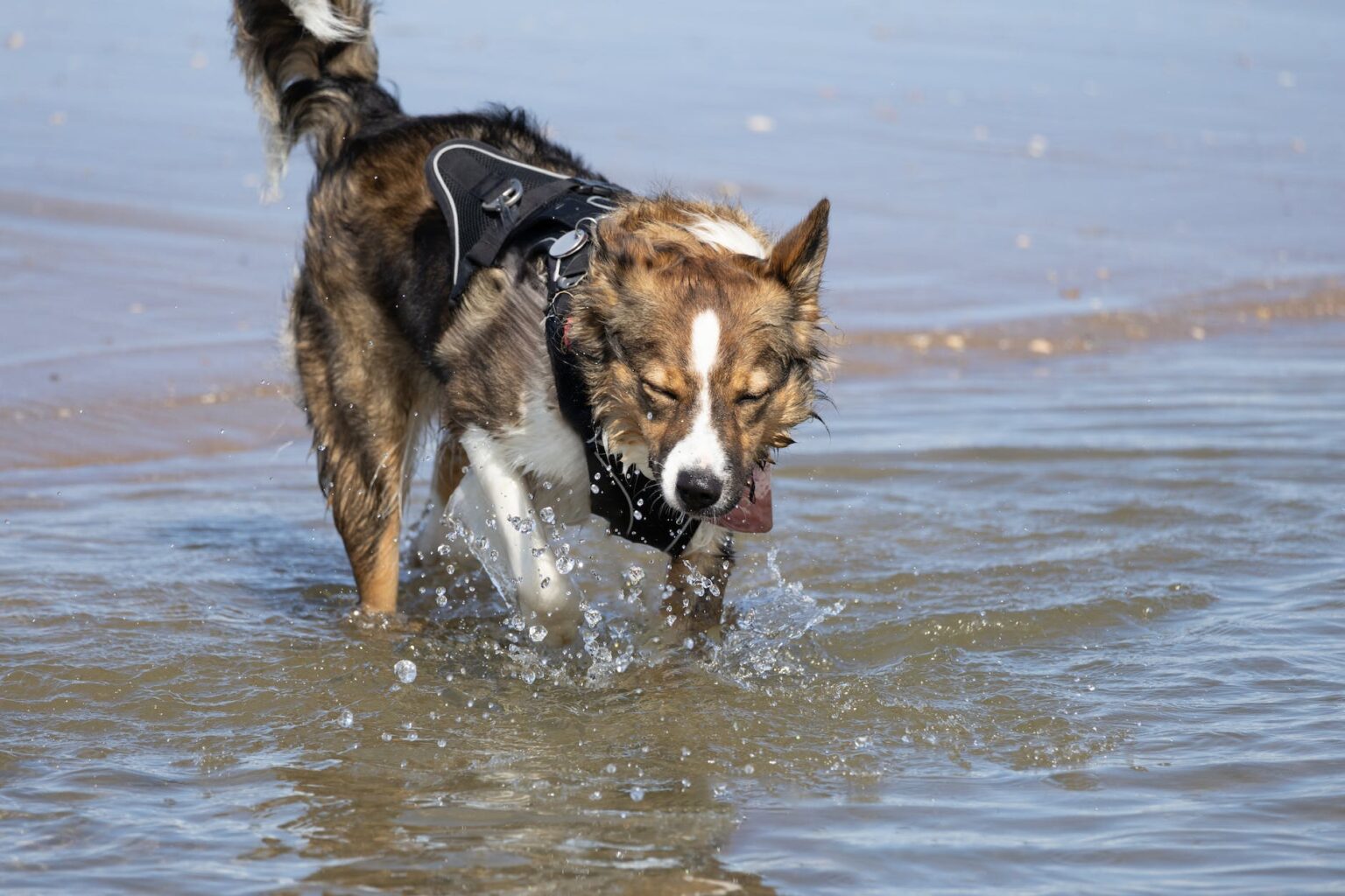 finanzgrundlagen.de - Rundum-Sorglos-Schutz für deinen besten Freund: Die ultimative Haftpflichtversicherung für Hunde ohne Selbstbeteiligung